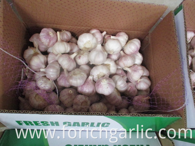 New Fresh 2019 Garlic